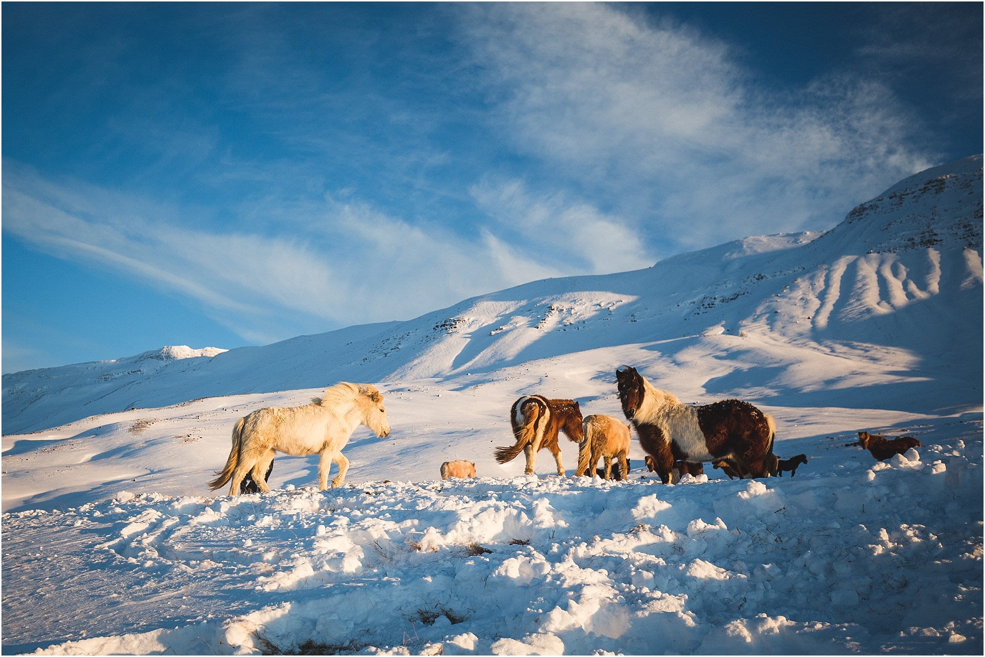 Northern-Iceland-Horses