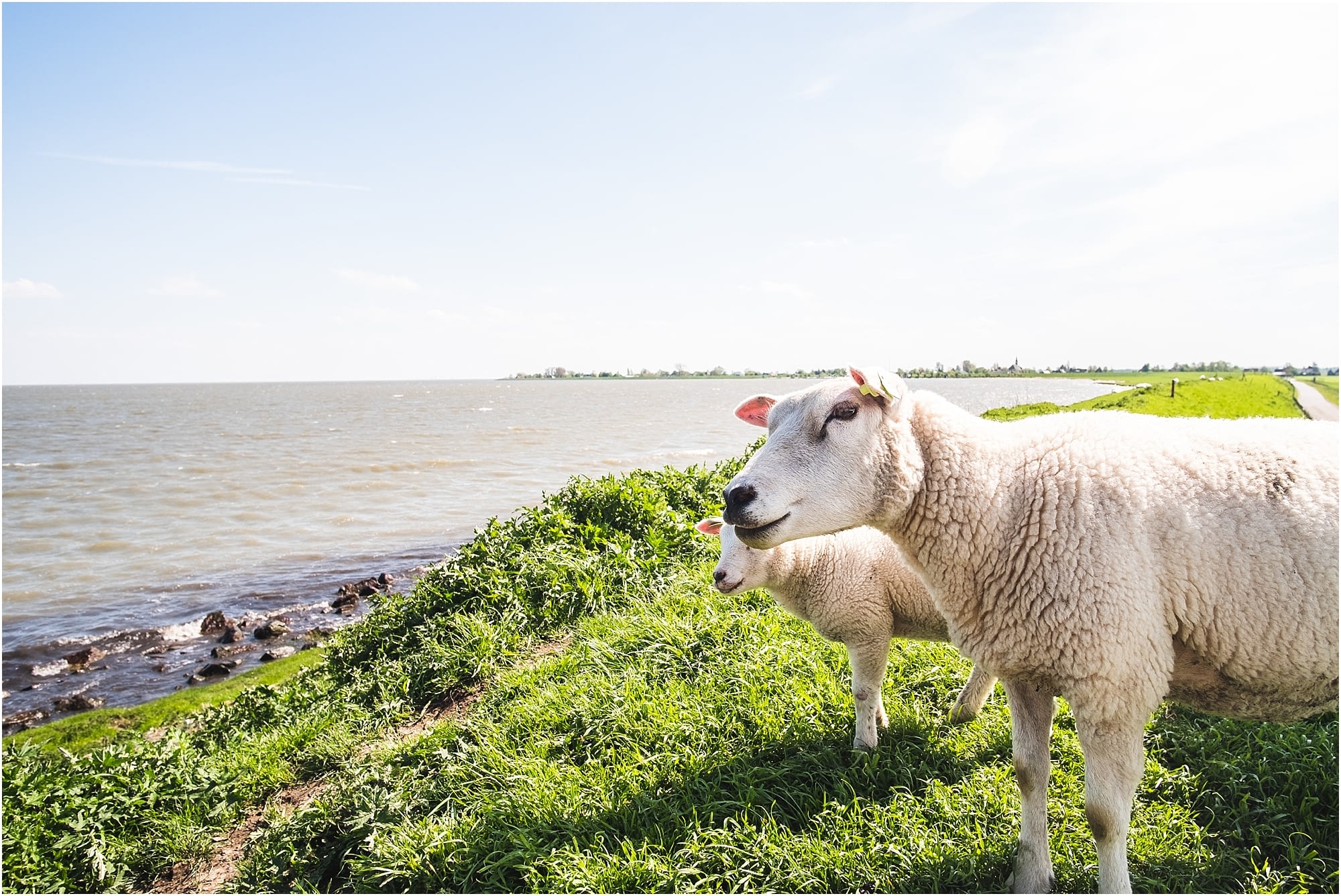 Holland-sheep-lamb-picture
